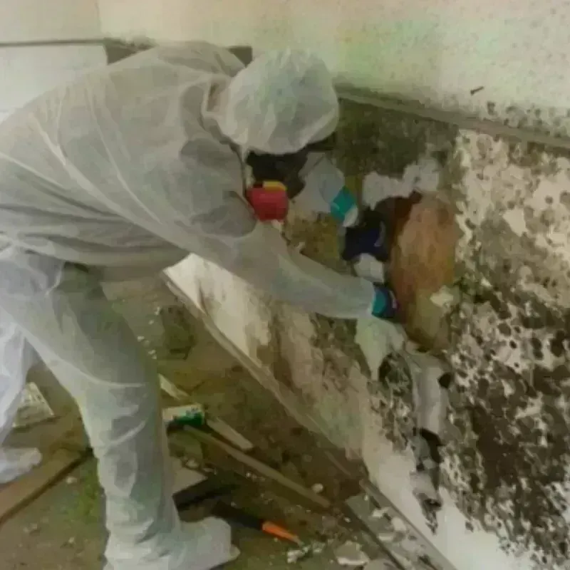 Mold Remediation and Removal in Lewiston, MI